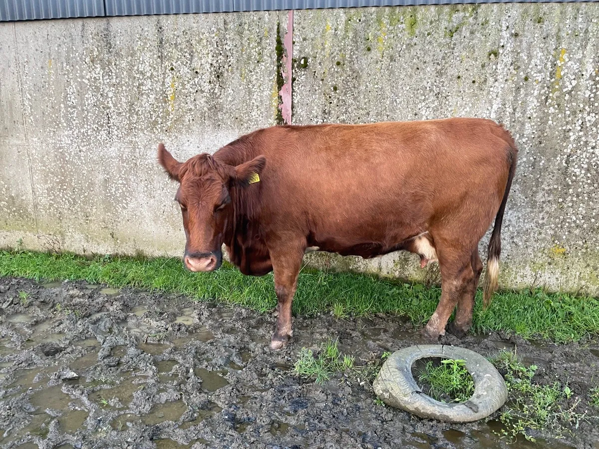 Red Angus Cow with Bull Calf at foot - Image 2