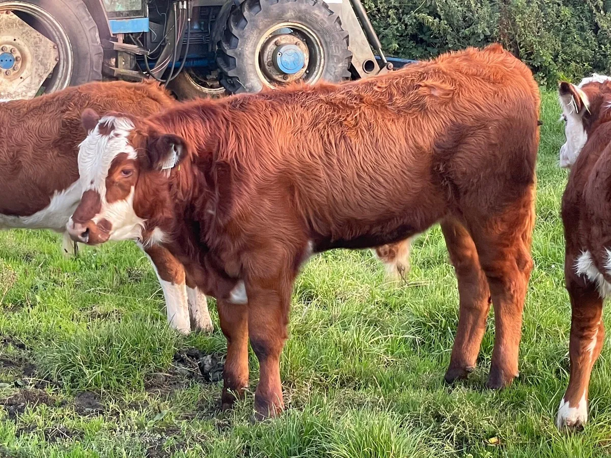 Red Angus Cow with Bull Calf at foot - Image 3