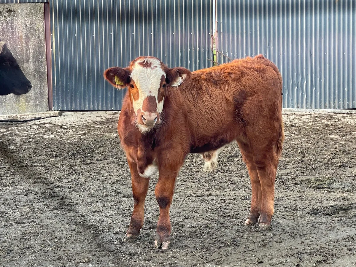Red Angus Cow with Bull Calf at foot - Image 4