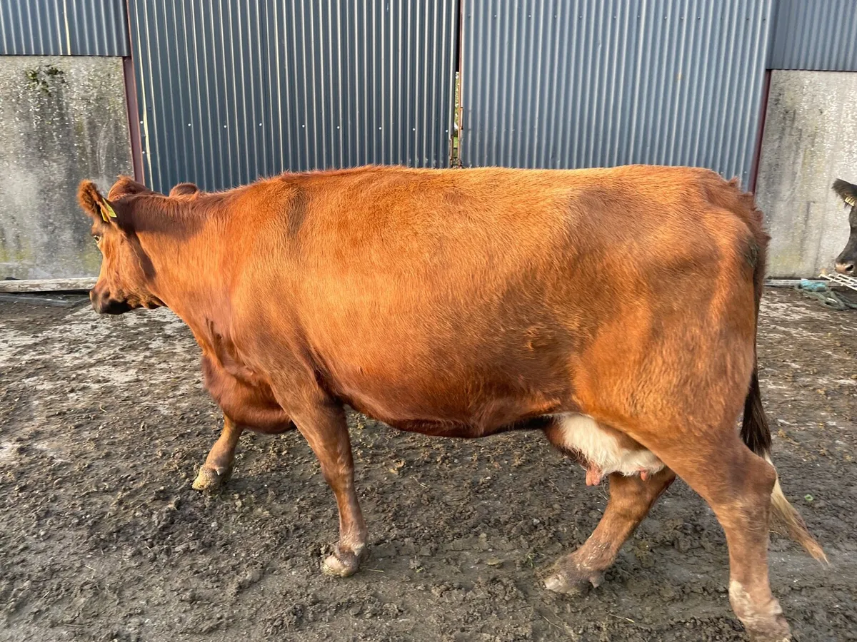 Red Angus Cow with Bull Calf at foot - Image 1