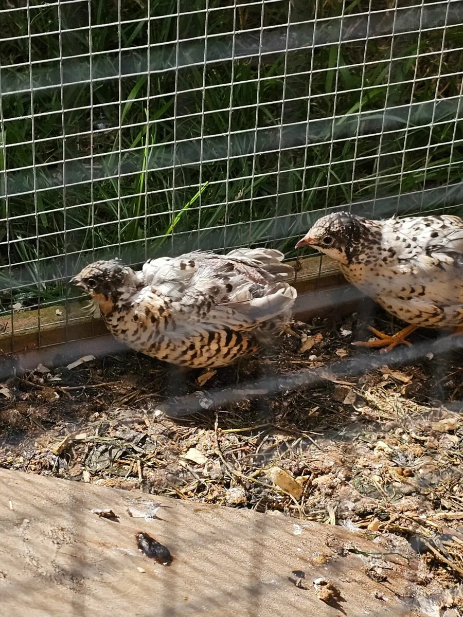 King Quail - Image 1