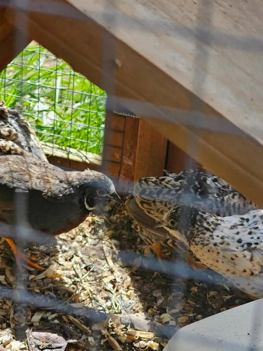 King Quail - Image 2