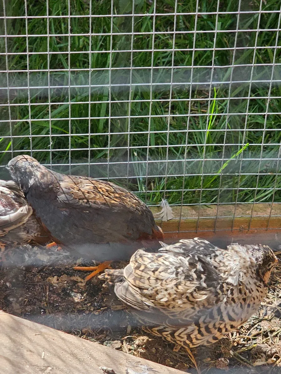 King Quail - Image 3