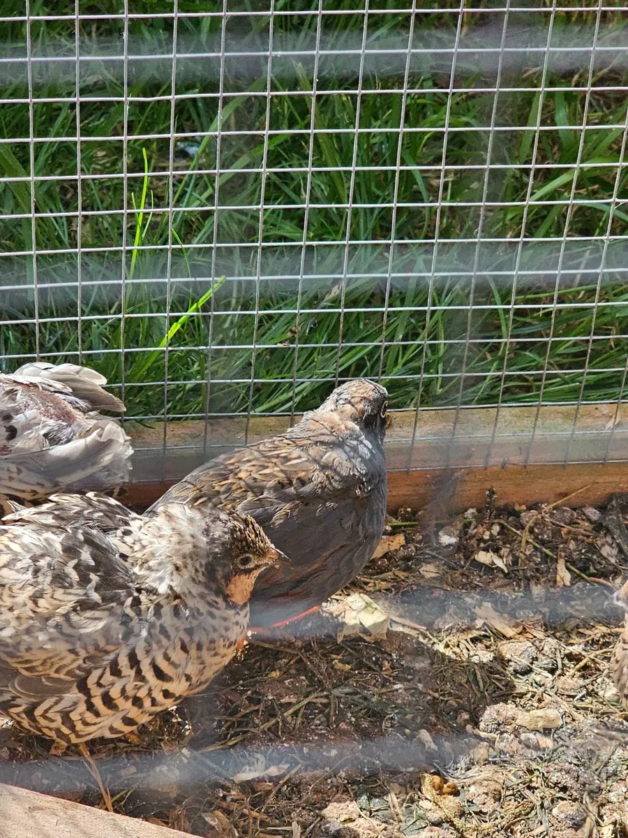 King Quail - Image 4