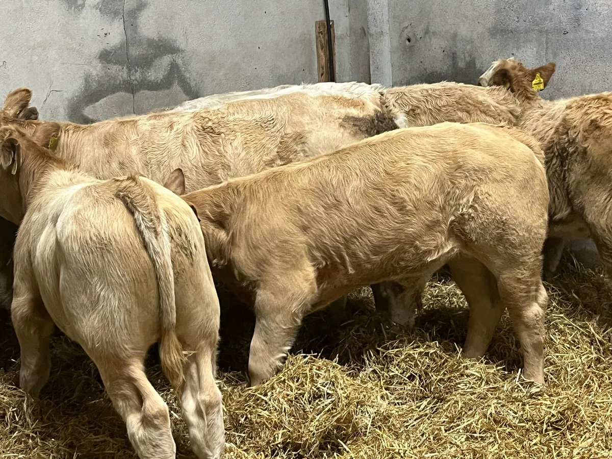 Super Golden Charolais Bull Weanlings - Image 2