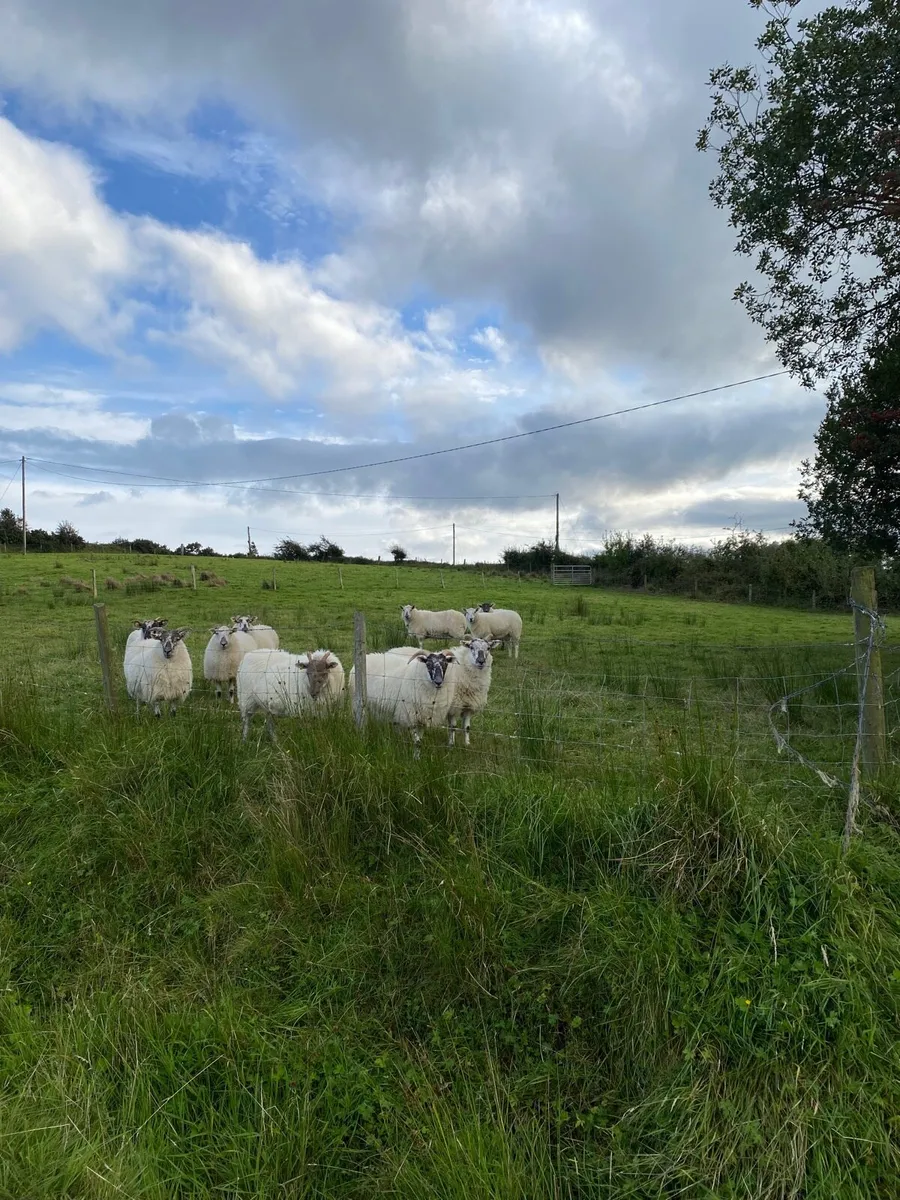 Quality Hoggets - Image 1