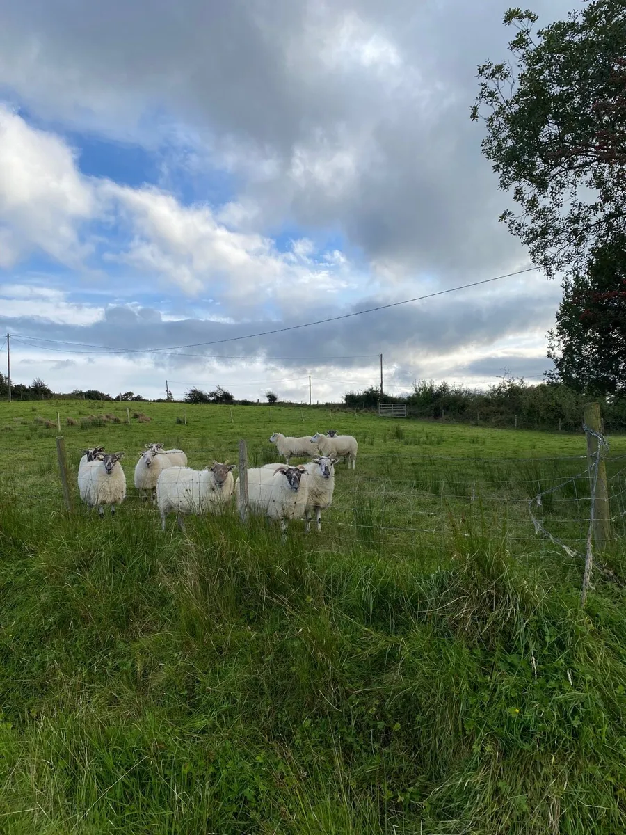 Quality Hoggets - Image 2
