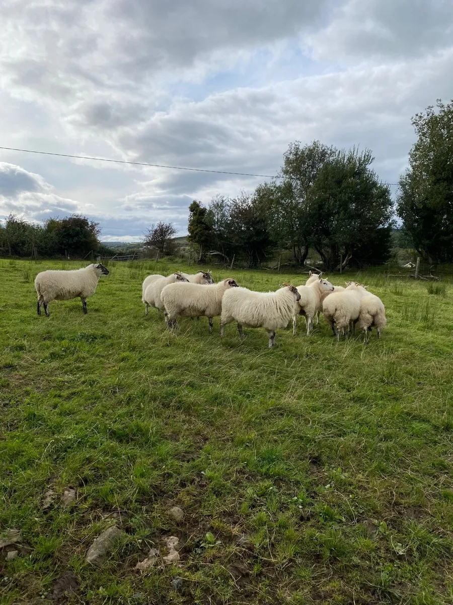 Quality Hoggets - Image 3