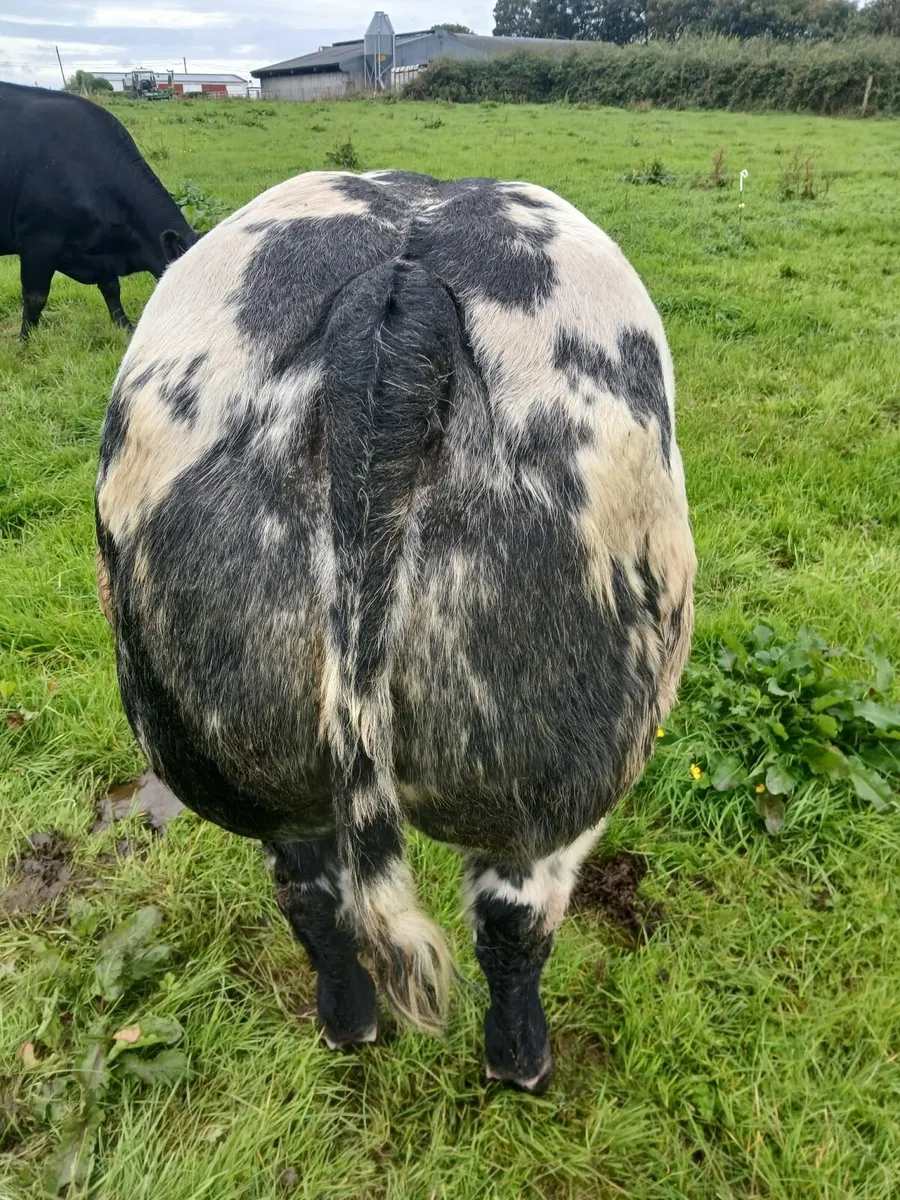 Smashing bull weanling going to Kilrush show and s - Image 2