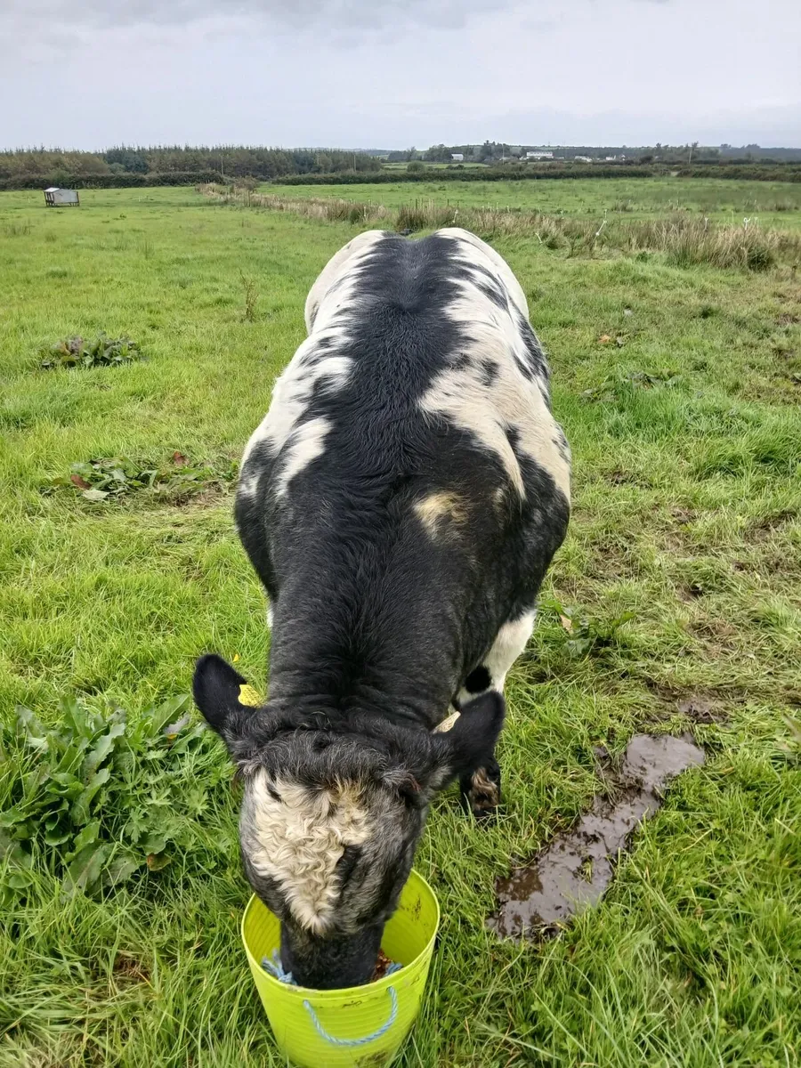 Smashing bull weanling going to Kilrush show and s - Image 3