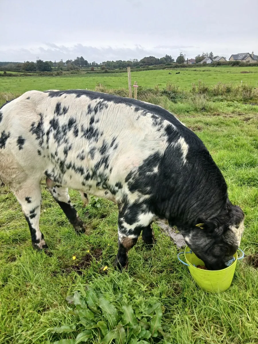 Smashing bull weanling going to Kilrush show and s - Image 1