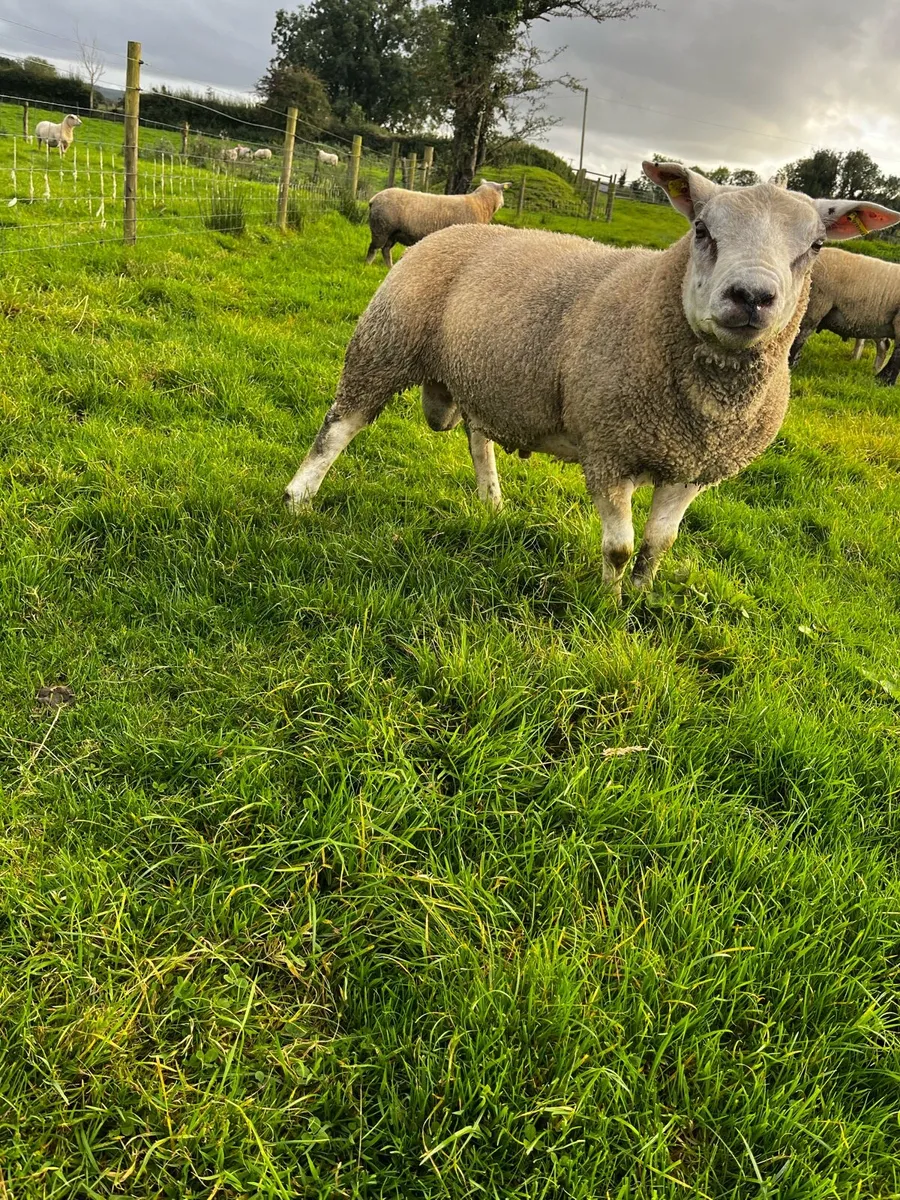 Chartex hogget rams - Image 1