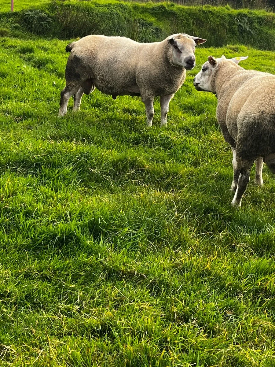 Chartex hogget rams - Image 2