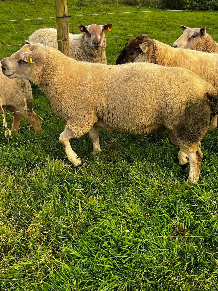 Chartex hogget rams - Image 3