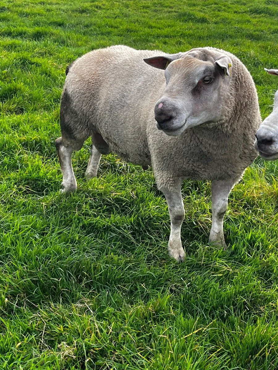 Chartex hogget rams - Image 4