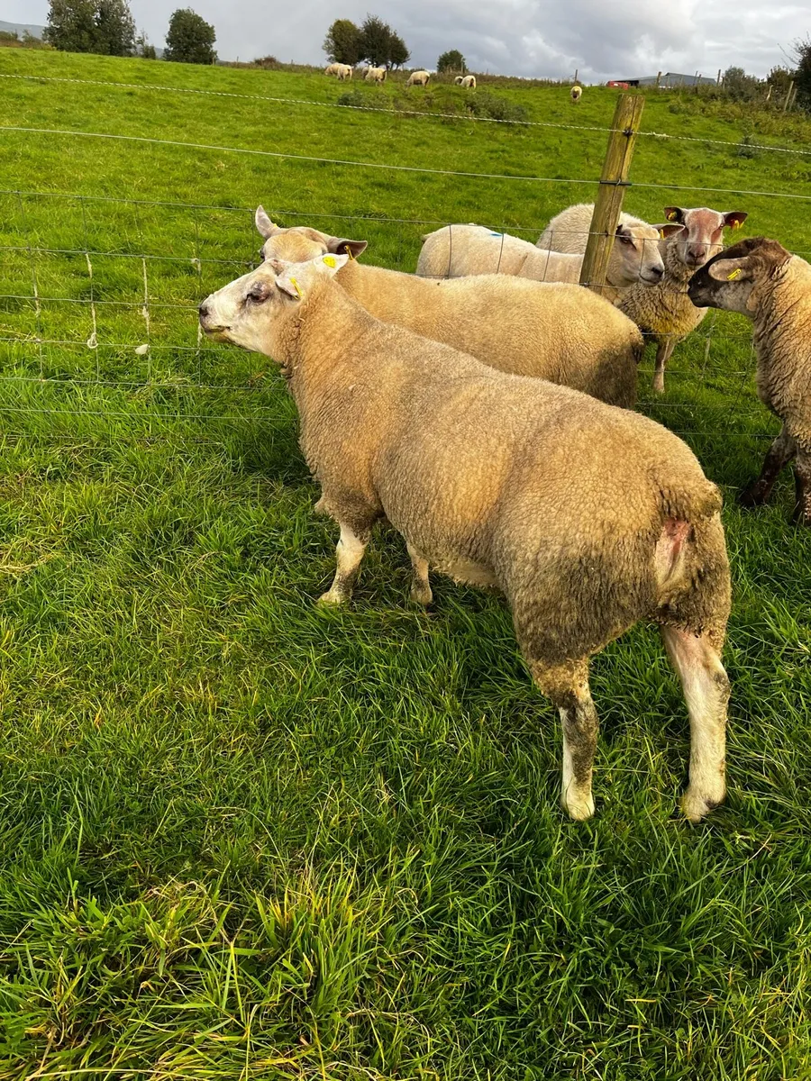 Chartex hogget ram - Image 2
