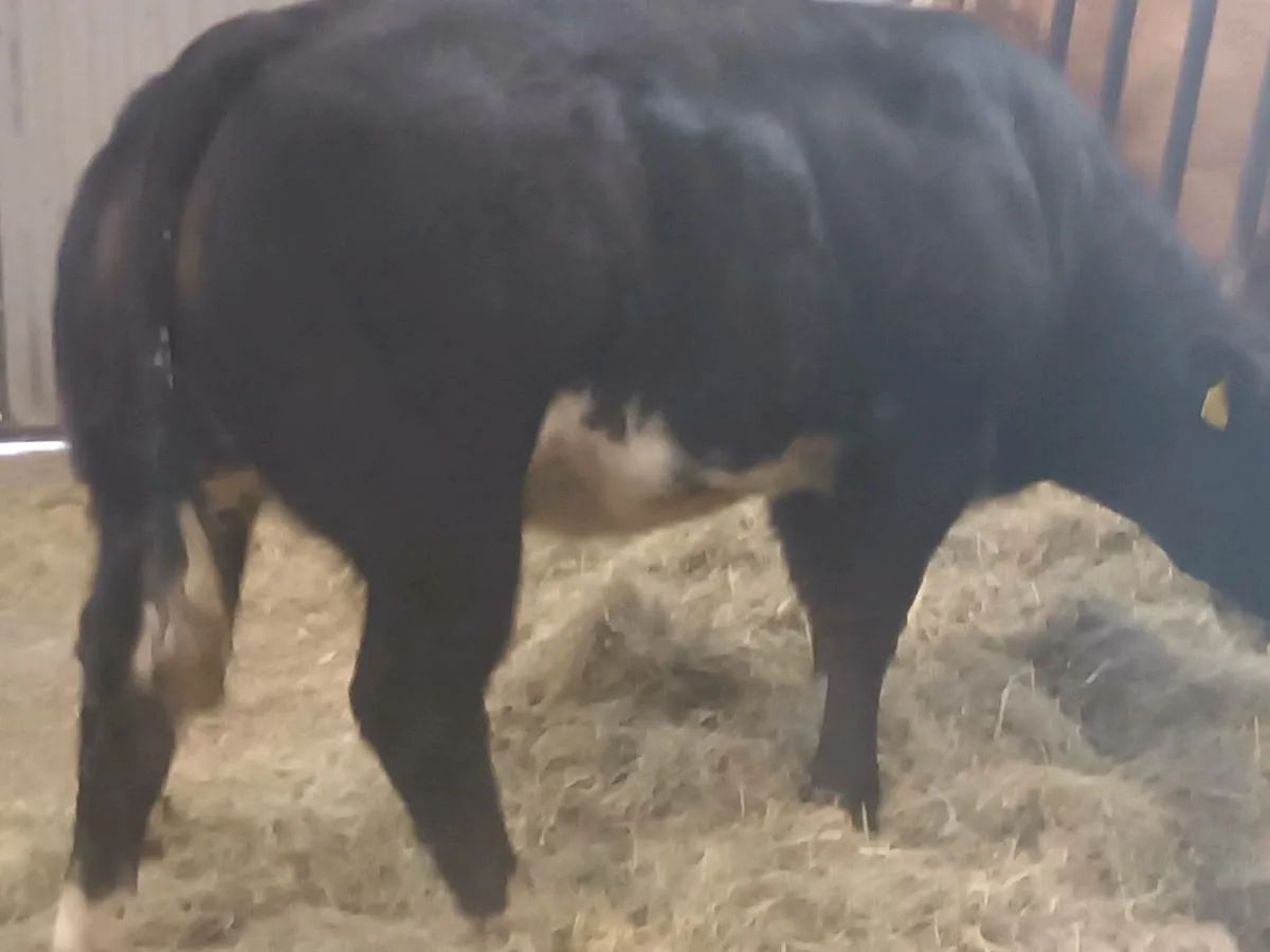 1 Smashing U Grade  BBX  heifer for sale - Image 2