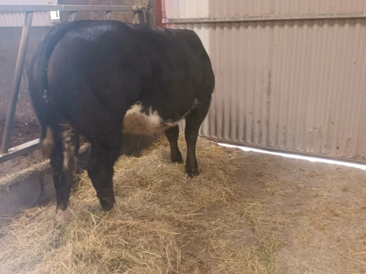 1 Smashing U Grade  BBX  heifer for sale - Image 4