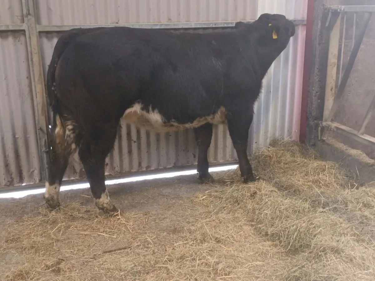 1 Smashing U Grade  BBX  heifer for sale - Image 1