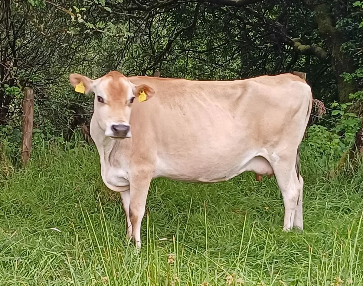 Pedigree Jersey in Calf. - Image 1