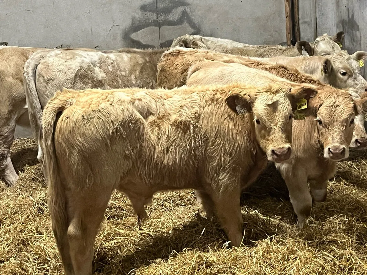 Super Golden Charolais Bull Weanlings - Image 1