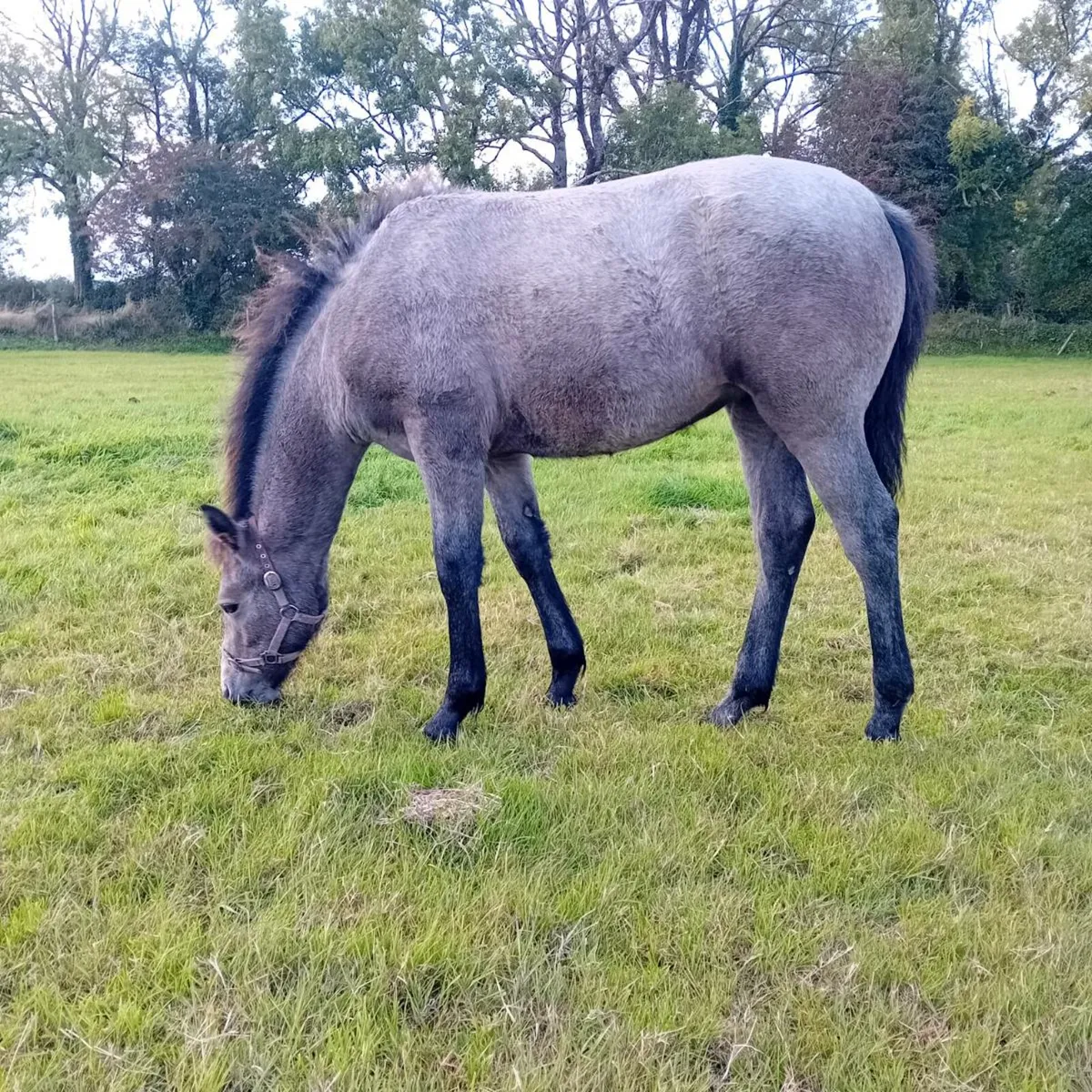 Connemara Filly Foal - Image 2