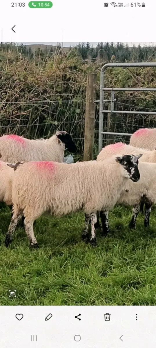 Ewe lambs - Image 1