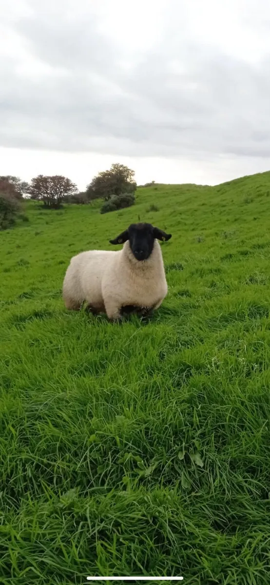 Pedigree suffolk rams and ewes. SIS approved - Image 4