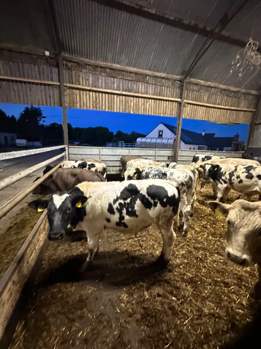 Charolais and blue bulls - Image 2