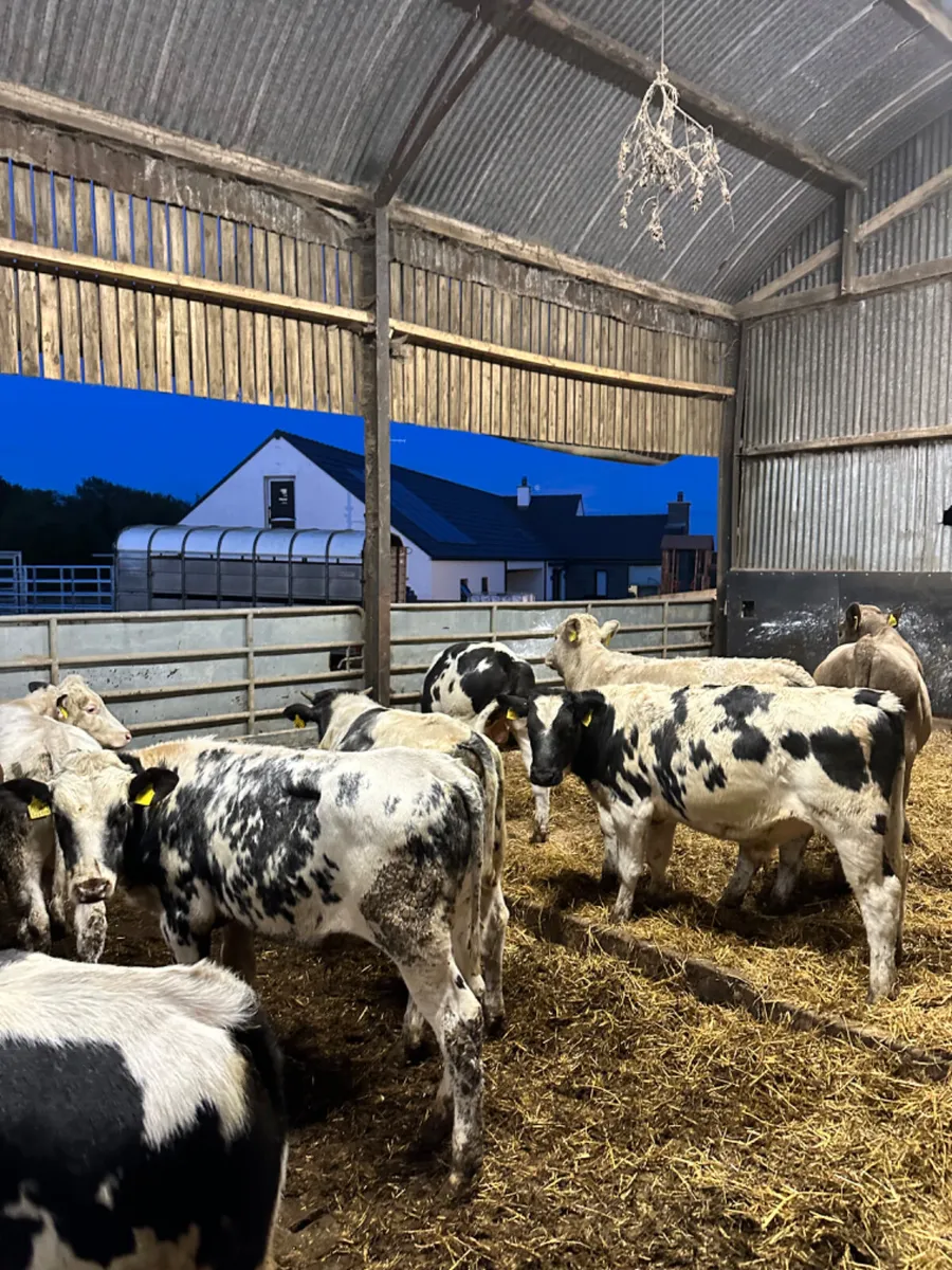 Charolais and blue bulls - Image 3