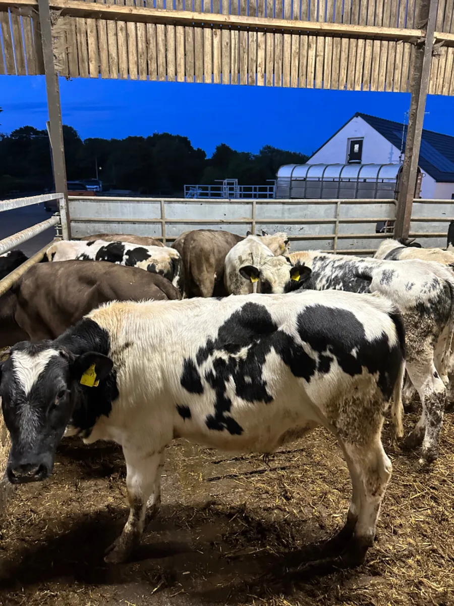 Charolais and blue bulls - Image 4