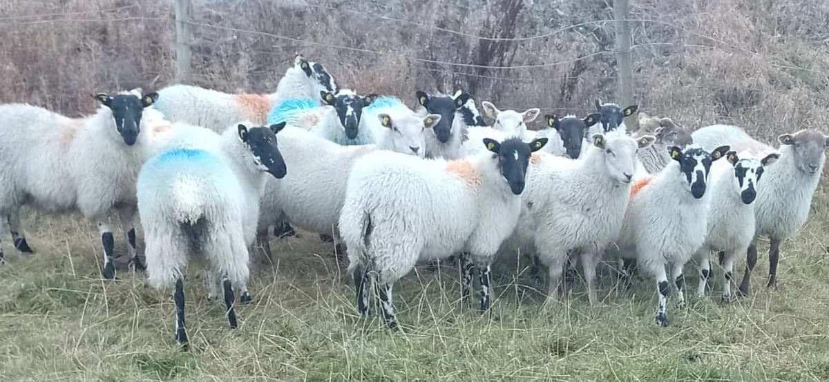 ** CROSSBRED EWE LAMBS***
