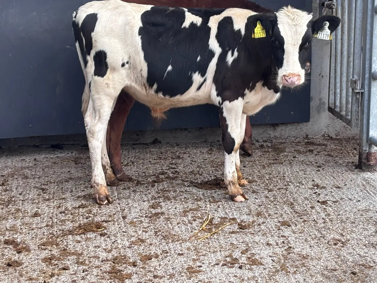 2 Freisan bull Weanlings for sale - Image 1