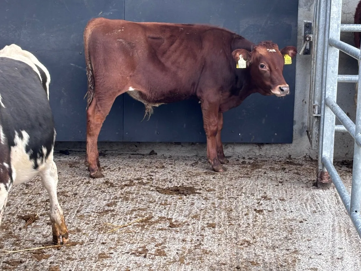 2 Freisan bull Weanlings for sale - Image 2