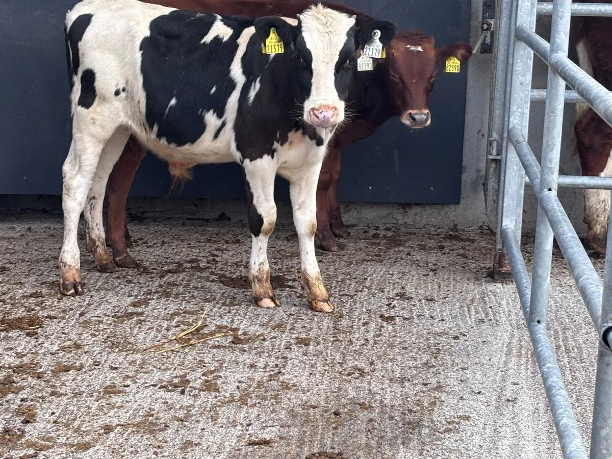 2 Freisan bull Weanlings for sale - Image 4