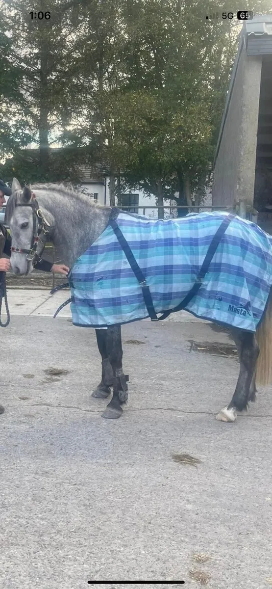 Two great ponies - Image 2