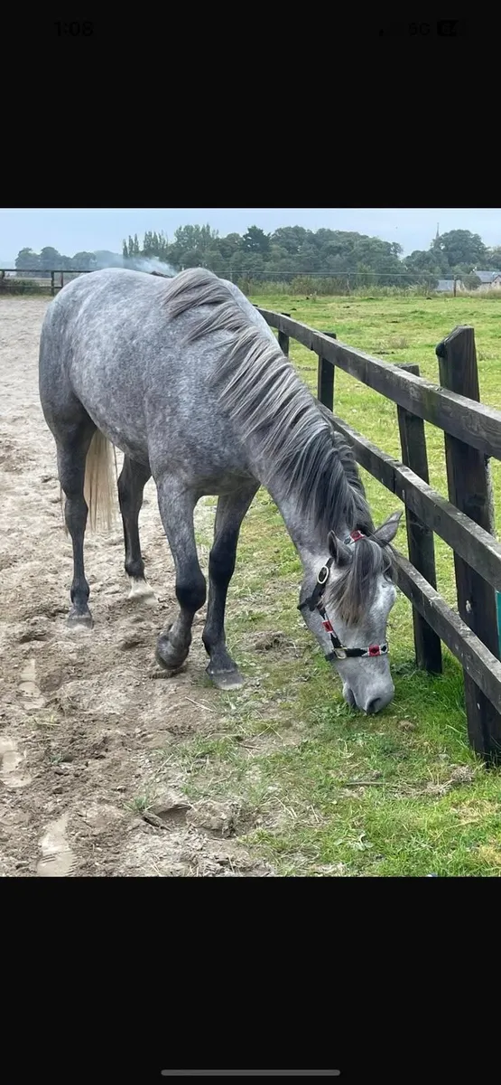 Two great ponies - Image 3