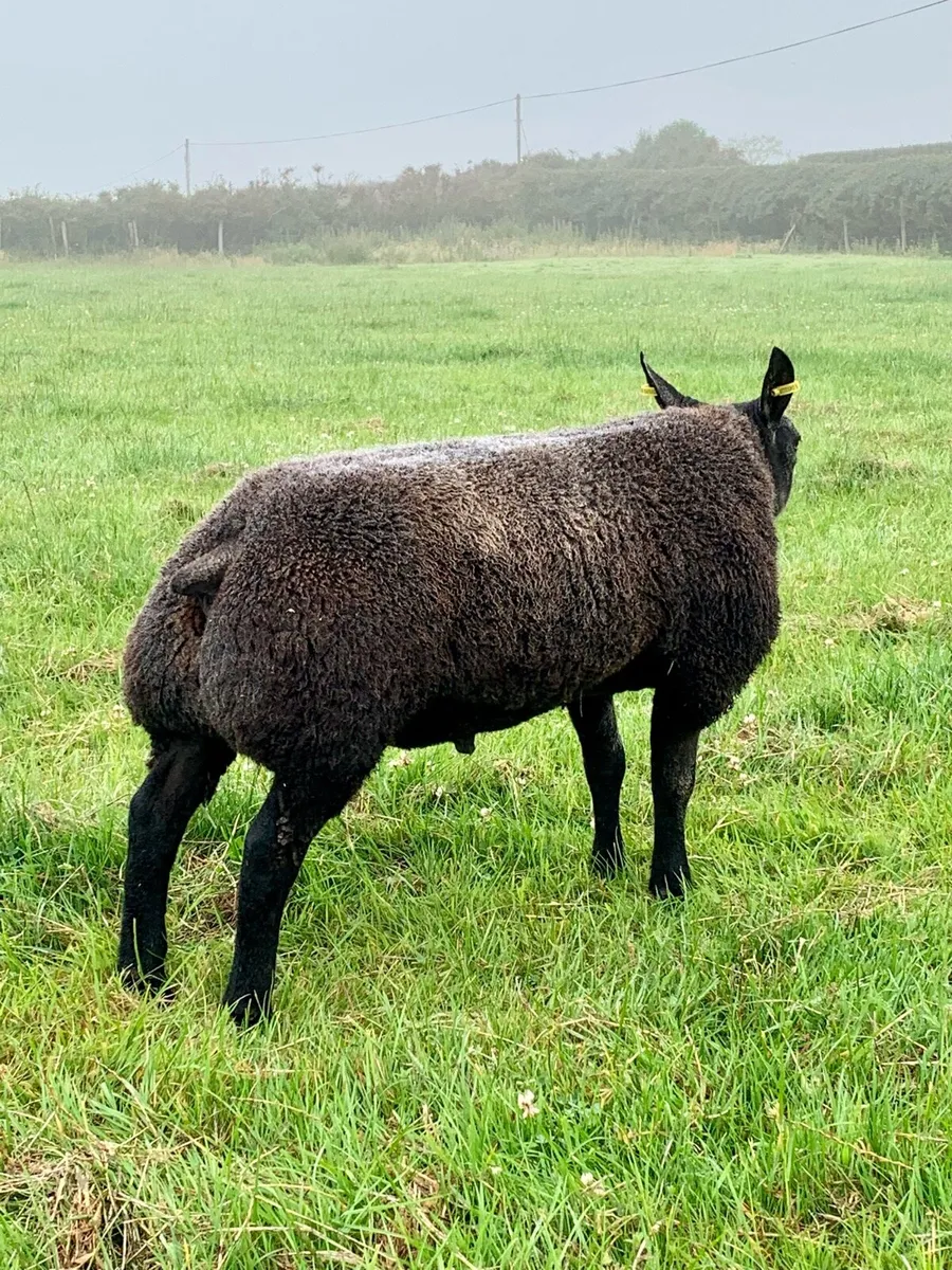 Pedigree Blue Texel Rams - Image 1