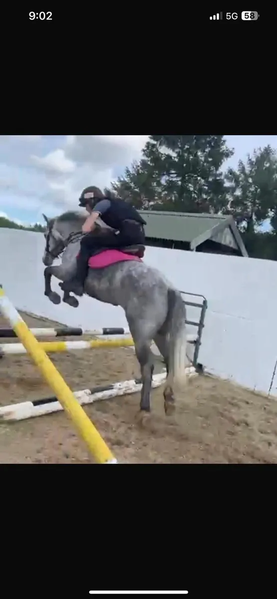 Two great ponies - Image 4
