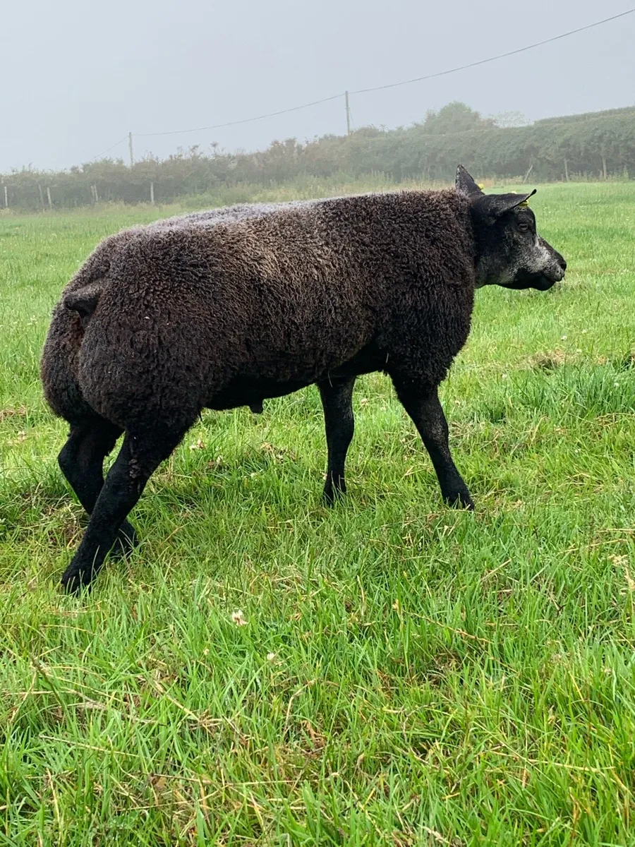 Pedigree Blue Texel Rams - Image 2