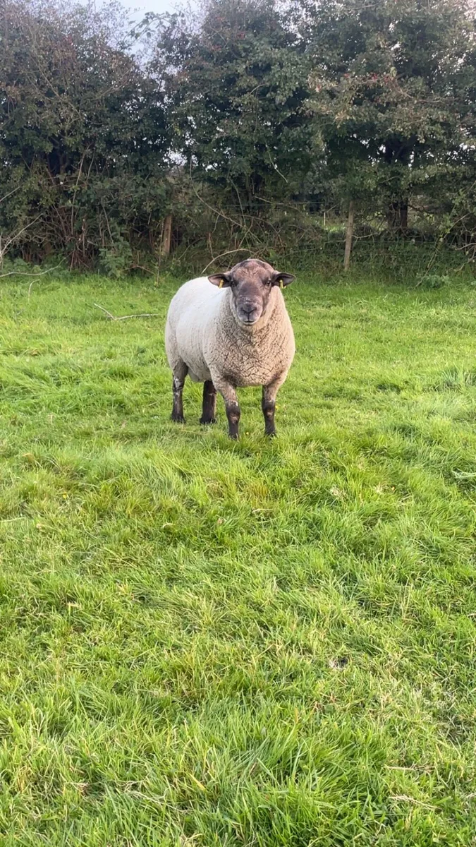 3 year old cross bred ram - Image 1