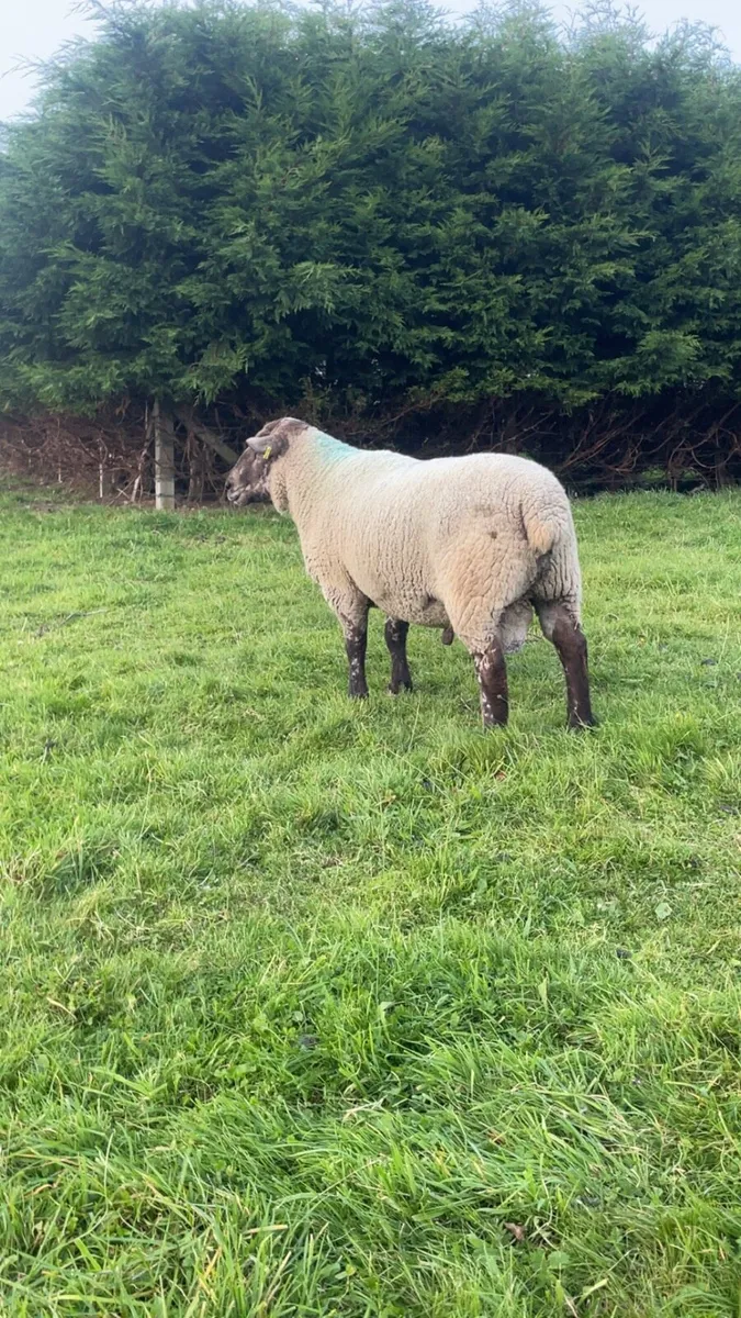 3 year old cross bred ram - Image 2