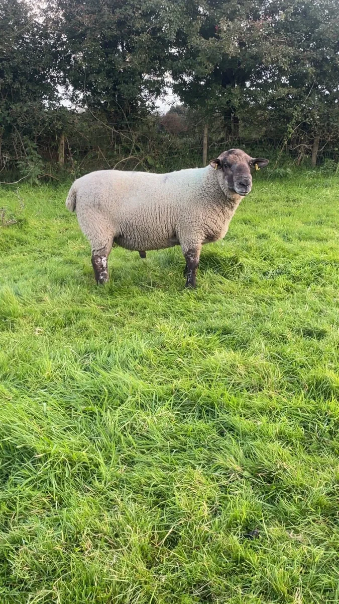 3 year old cross bred ram - Image 4