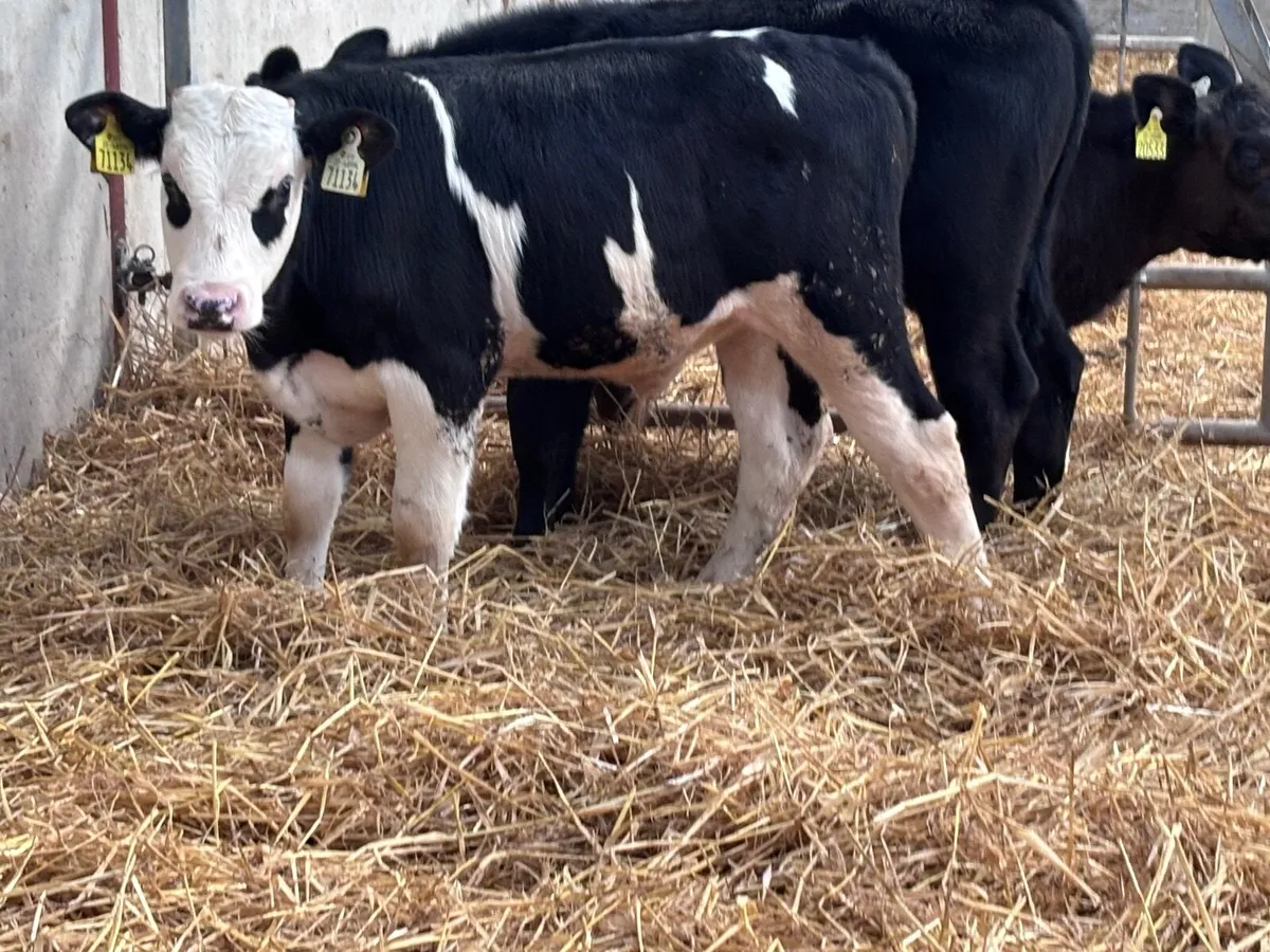 3 reared angus & Hereford calves for sale - Image 1