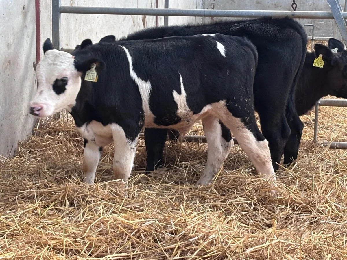 3 reared angus & Hereford calves for sale - Image 2