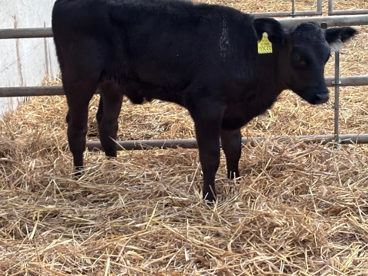 3 reared angus & Hereford calves for sale - Image 3