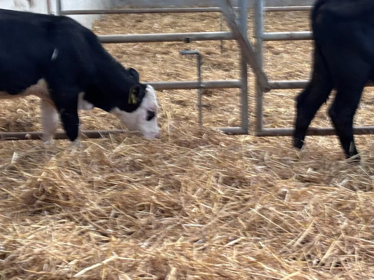 3 reared angus & Hereford calves for sale - Image 4
