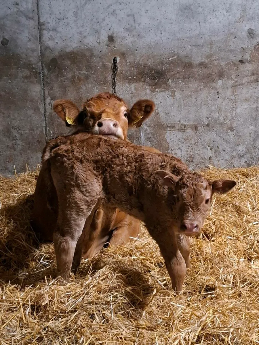 Super quality first calver freshly calved - Image 1