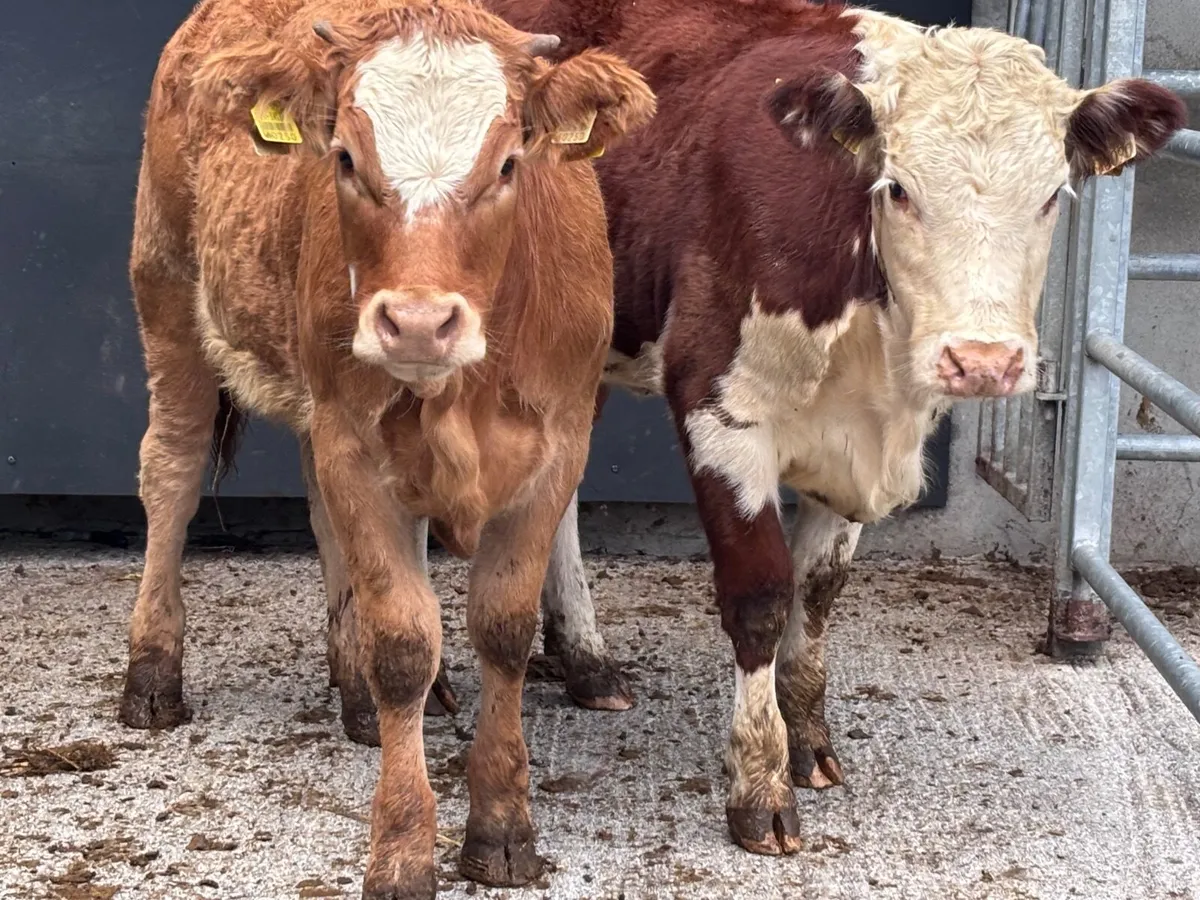 2 Weanling heifers for sale - Image 2