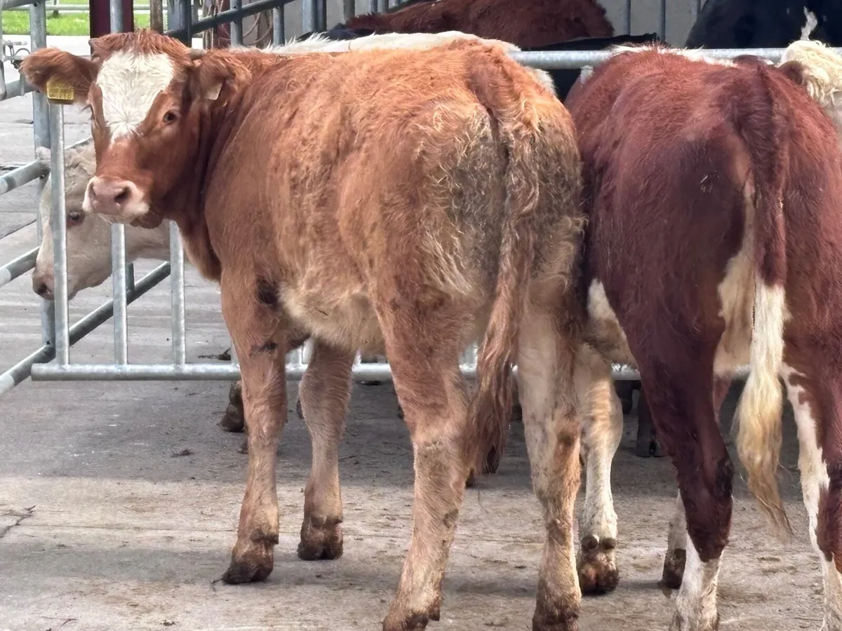 2 Weanling heifers for sale - Image 3